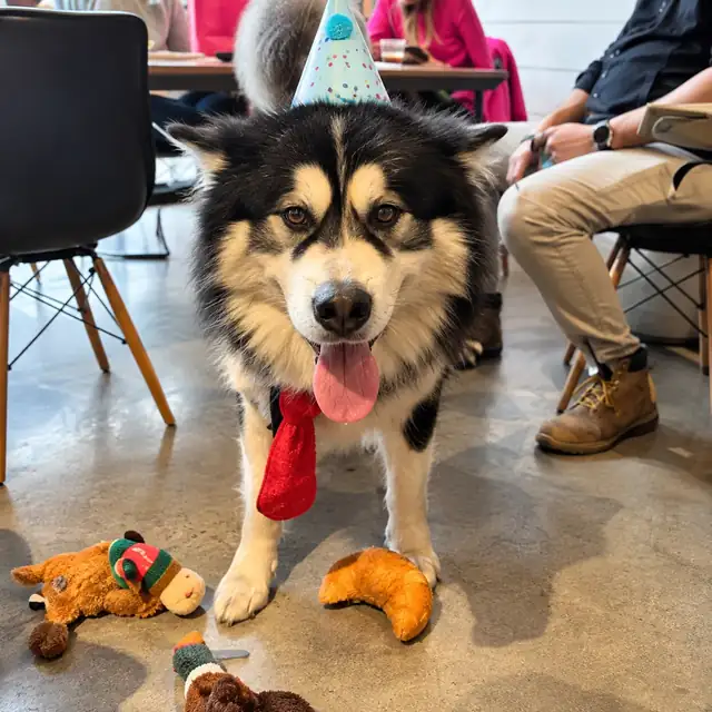 Alaskan malamute in a party hat and red tie, with plush toys on the café floor.