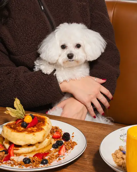 White bichon on its owner’s lap in front of pancakes at brunch at Ruby Café MTL, Montreal