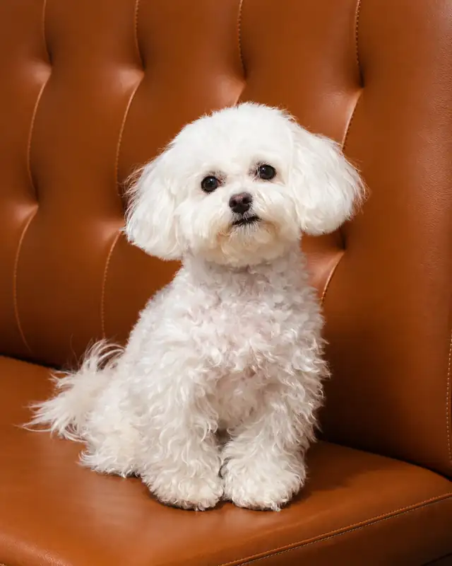 White bichon on the leather banquette