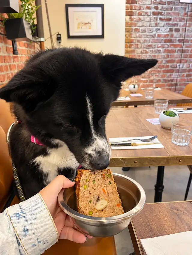 Black and white dog sniffing a Woof Loaf served in a metal bowl, brick wall behind.