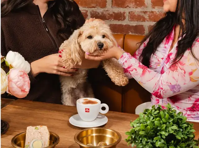 Dog held at the table between two guests, with a cappuccino and dog bowls at Ruby Café MTL