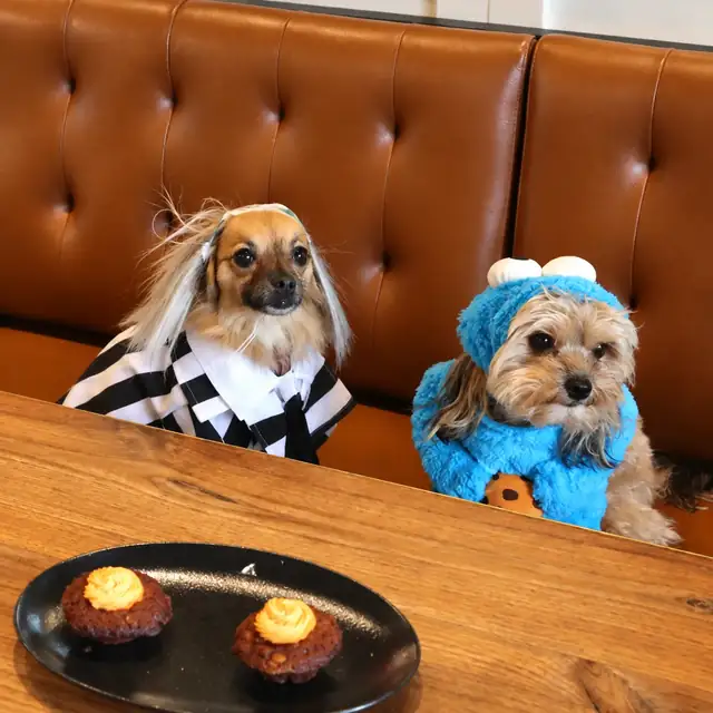 Two small dogs in Halloween costumes on the leather banquette, with two pupcakes