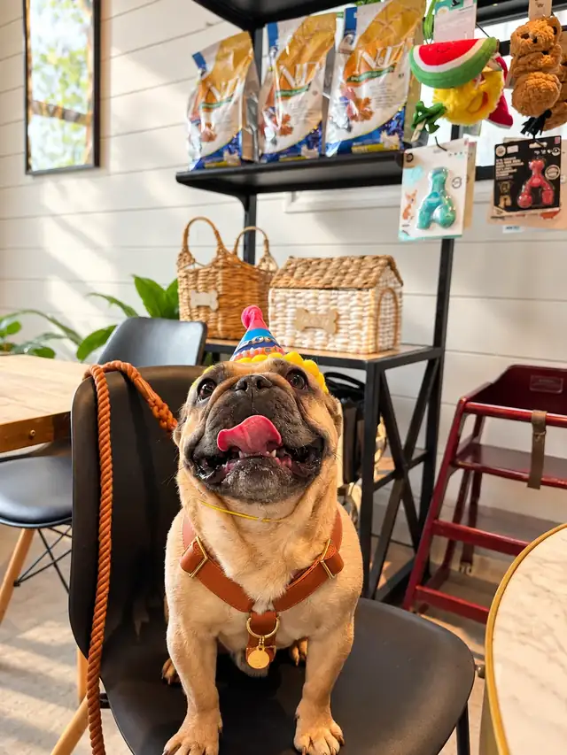 French bulldog in a party hat on a café chair, Doggieville shelves behind.