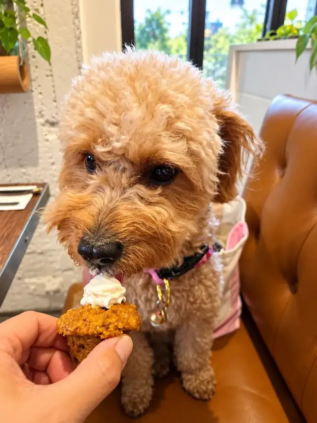 Apricot poodle licking a dog muffin with cream on the banquette.